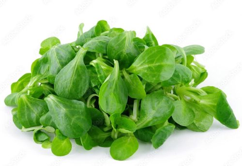 Madársaláta (galambbegysaláta), bio, (IT) (100g)