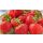 Friss eper, bio (IT) (250 g/dob)